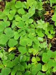 Oxalis oregana