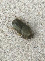 Euoniticellus intermedius