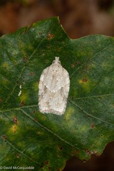 Acleris placidana