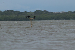 Nannopterum brasilianum