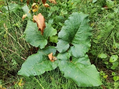 Arctium lappa