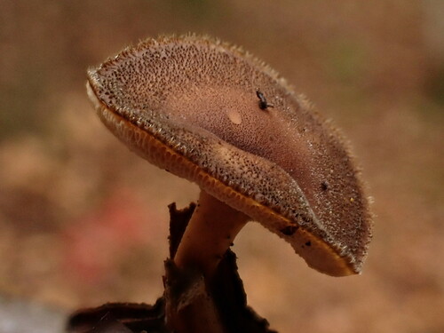 Žieminė Skylėtbudė nuotrauka