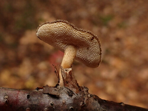 Žieminė Skylėtbudė nuotrauka