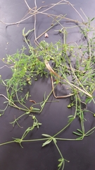 Galium trifidum trifidum