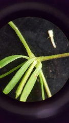 Galium trifidum trifidum