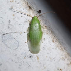Panchlora