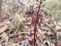 Neottia bifolia