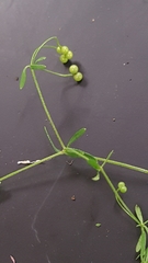 Galium trifidum trifidum