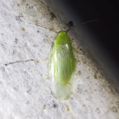 Panchlora