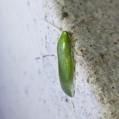 Panchlora