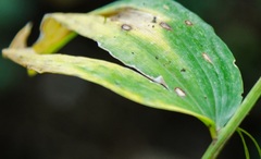 Phyllosticta cruenta