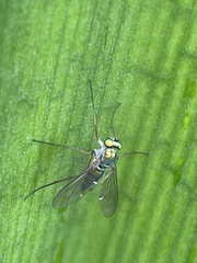 Chrysosomatini