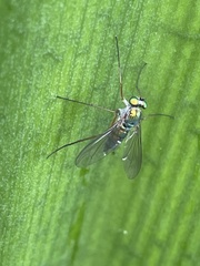 Chrysosomatini