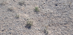 Anabasis brevifolia