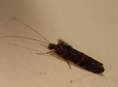 Hydrobiosidae
