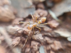 Myrmaplata plataleoides