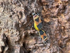 Dindymus versicolor