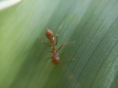 Myrmaplata plataleoides