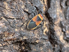 Dindymus versicolor