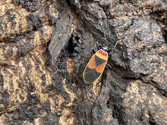 Dindymus versicolor