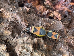 Dindymus versicolor