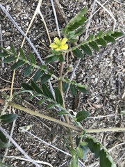 Tribulus terrestris