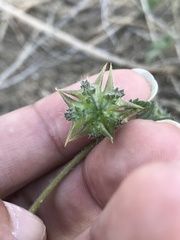 Tribulus terrestris