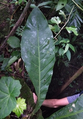 Anthurium schlechtendalii