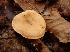 Cantharellus enelensis