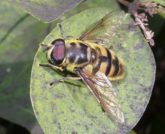 Myathropa florea