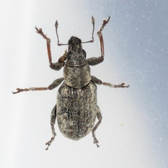 Sitona cylindricollis