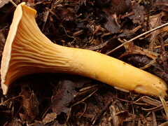 Cantharellus enelensis