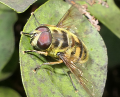 Myathropa florea