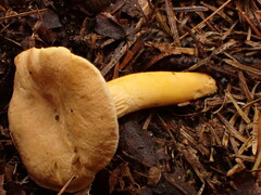 Cantharellus enelensis