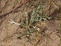 Cirsium pitcheri