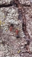 Crematogaster laeviuscula