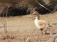 Anser anser domesticus × anser cygnoides domesticus