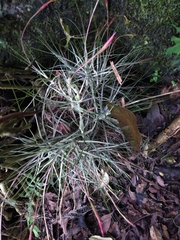 Tillandsia schiedeana