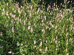 Persicaria bicornis