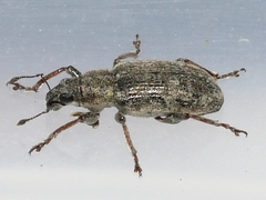 Sitona cylindricollis