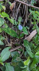 Rungia chinensis