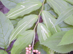 Liriomyza smilacinae