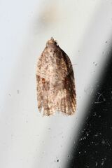 Acleris macdunnoughi