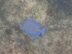 Acanthurus coeruleus