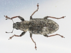 Sitona cylindricollis