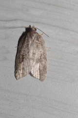 Acleris macdunnoughi