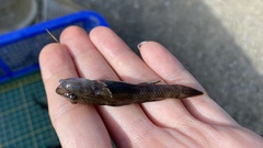 Rhinogobius candidianus
