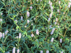 Persicaria bicornis