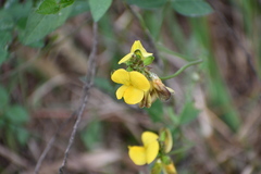 Vigna luteola