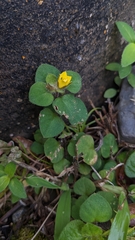 Lysimachia ravenii